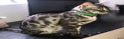 Bengal cats for sale: Silver Charcoal Rosetta Bengal - Advert 7