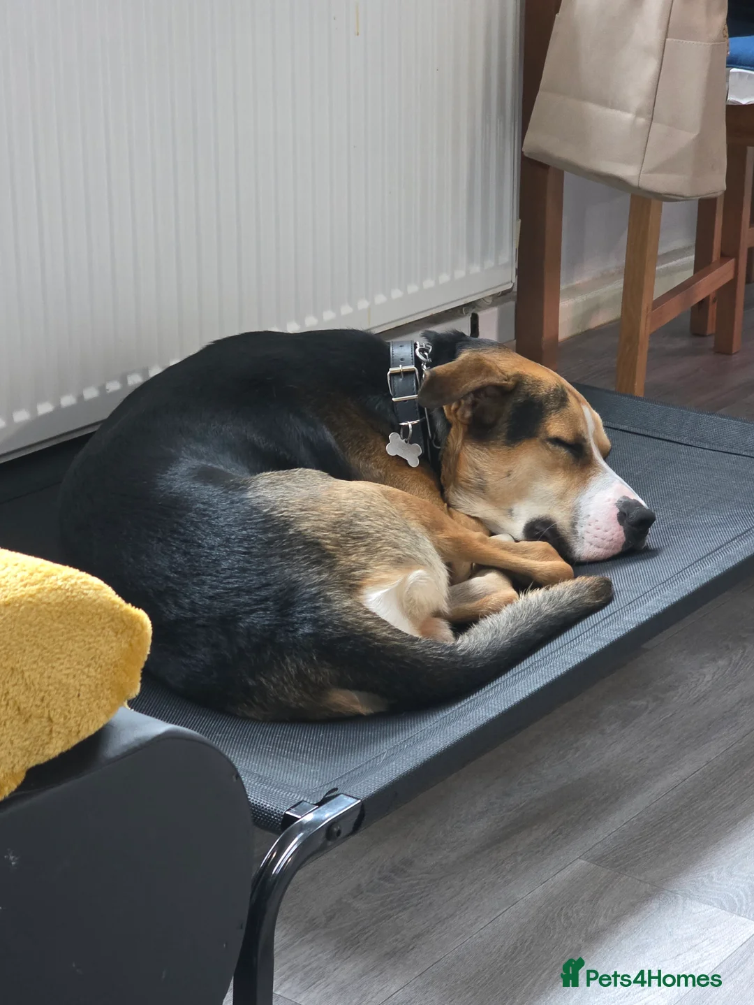 Mixed Breed dogs for sale: Huntway cross - Advert 14