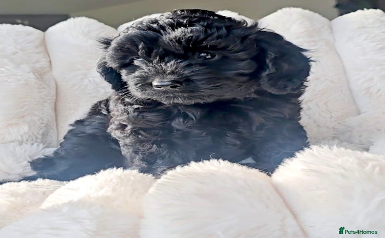 Cavapoo dogs - Advert 5