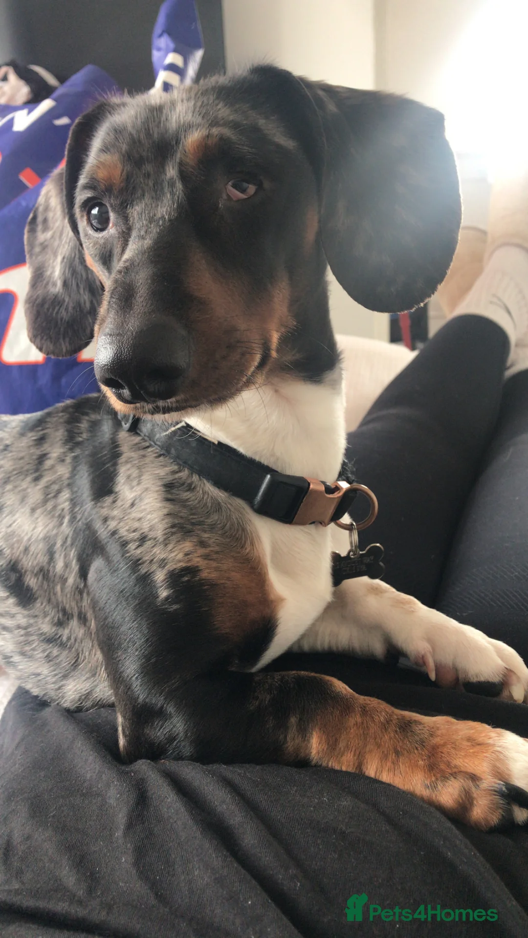 Dachshund dogs for sale: Bruno  in Banbury - Advert 2