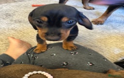 Miniature Dachshund dogs for sale: Miniature daschund Ready now - Image 7