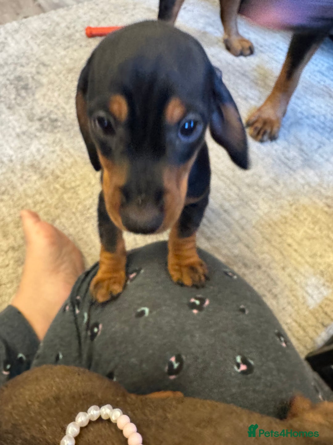 Miniature Dachshund dogs for sale: Miniature daschund Ready now - Image 7