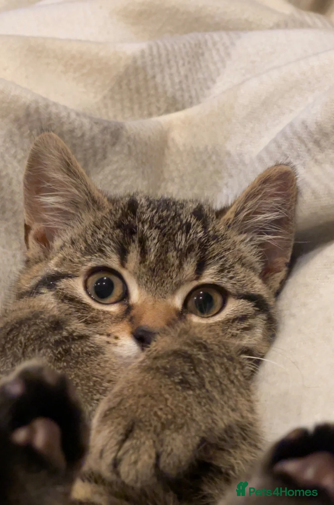 British Shorthair cats for sale: Beautiful Female British Short Hair - Advert 1