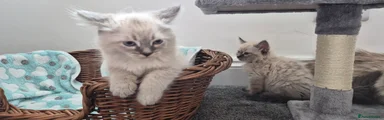 Siberian 2