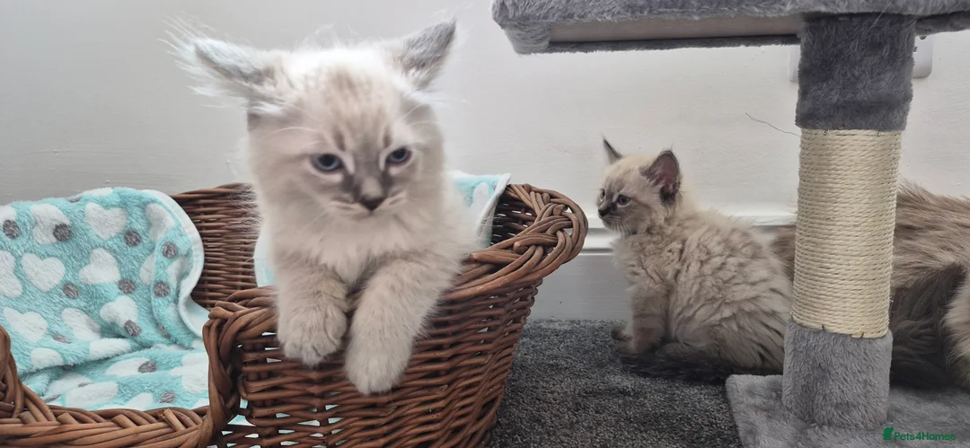 Siberian cats for sale: Beautiful Neva Masquerade kittens - Advert 10