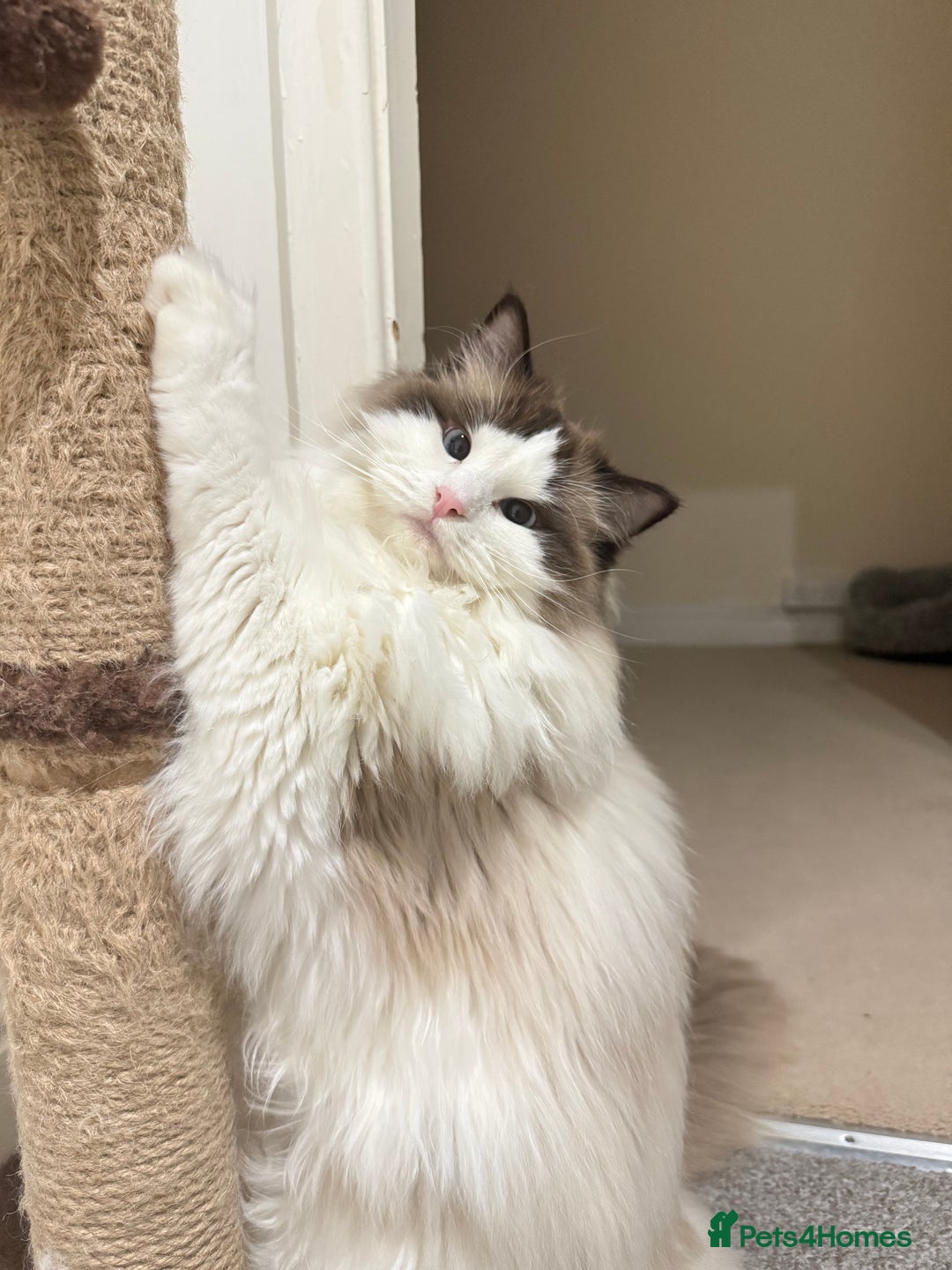 Ragdoll cats for sale: 10 Month Female GCCF Ragdoll Seeking Forever Home - Advert 3