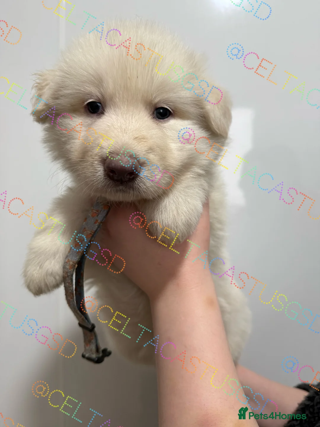 German Shepherd dogs for sale: Kcreg white blue and Isabella German shepherd pups - Advert 15