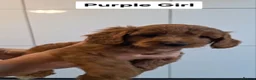 Cockapoo dogs for sale: Dark Red Cockapoo puppies  in Maidstone - Advert 6