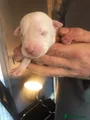 Staffordshire Bull Terrier 9