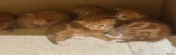 Mixed Breed cats for sale: Gorgeous ginger kittens all boys  - Advert 12