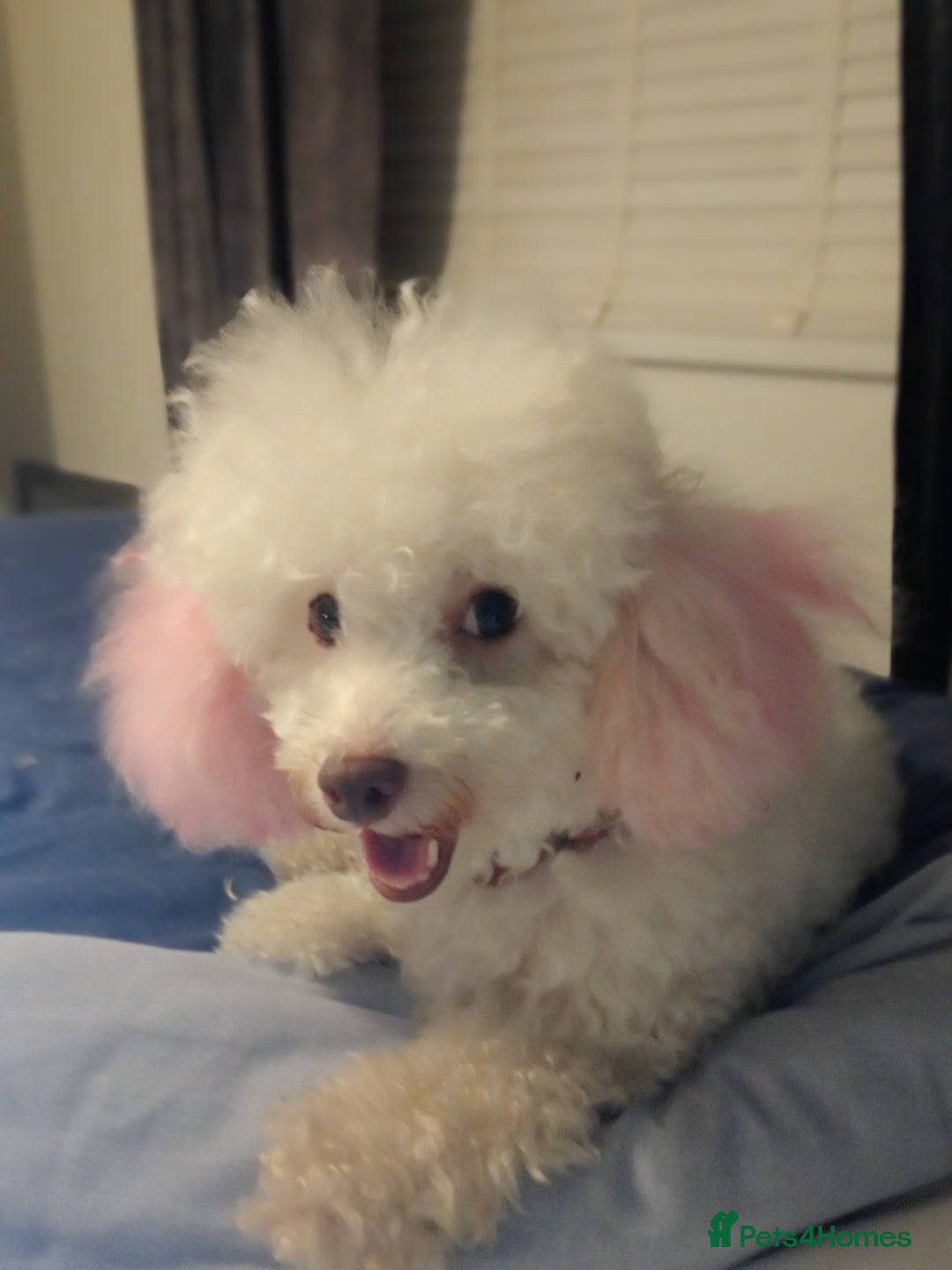 Toy Poodle dogs for sale: Chunky Chocolate Cuddler – Toy Poodle Pup  - Image 2