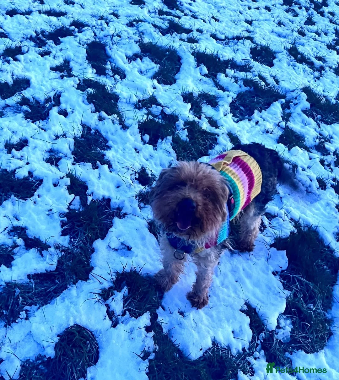 Chorkie dogs for sale: Male Yorkshire terrier cross available  - Advert 1