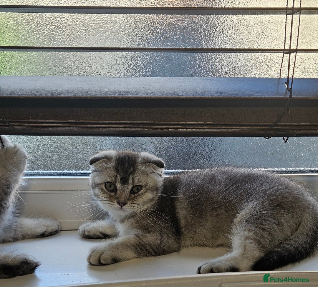 Scottish Fold cats for sale: READY NOW SCOTTISH FOLDS in Southampton - Image 5