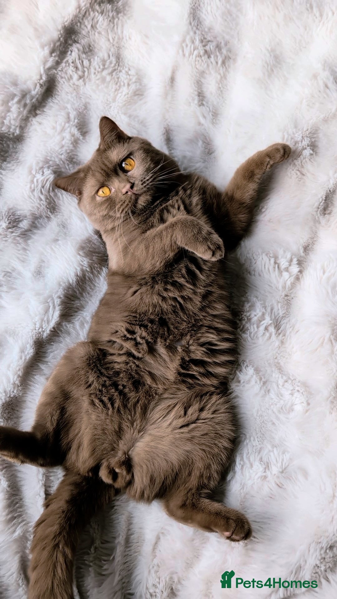 British Shorthair cats for stud: 💦CINNAMON🩸Blood B❣️GCCF & TICA 💙STUD only  - Advert 8