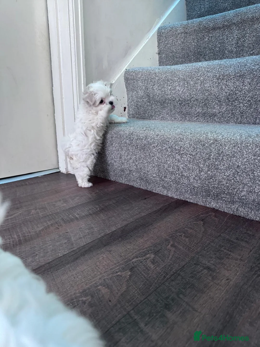 Maltese dogs for sale: Two little fluffy clouds,  ☁️🐾❤️ - Advert 1
