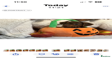 Mixed Breed dogs - Advert 11