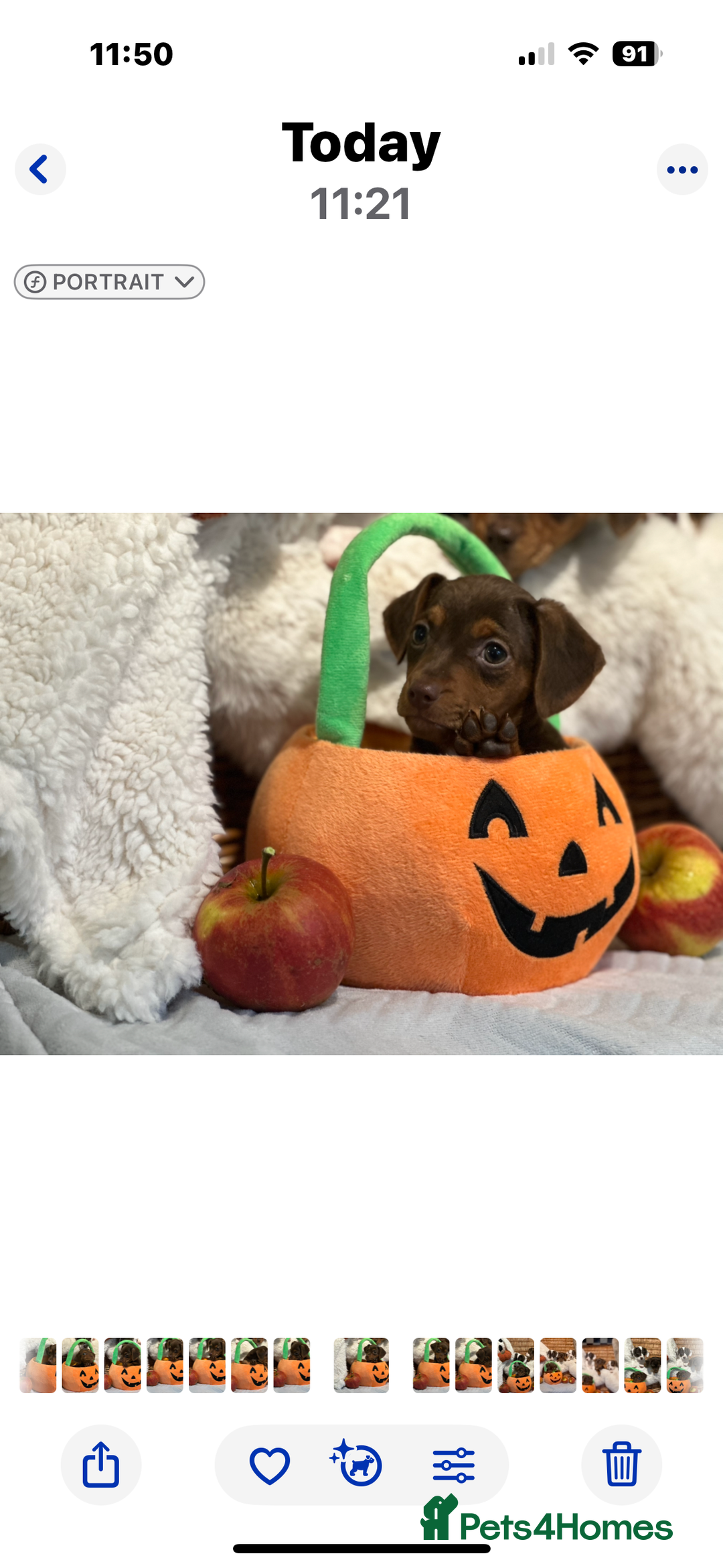 Mixed Breed dogs for sale: Wonderful daxijacks !! 🐶 - Image 2