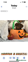 Mixed Breed dogs - Advert 11