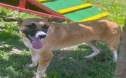 Mixed Breed dogs for adoption: 💛🐾 Cody – a heart as big as his smile 🐾💛 - Image 2