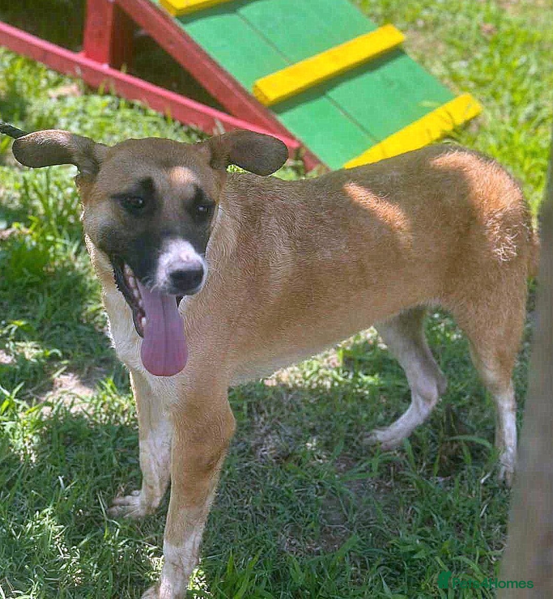 Mixed Breed dogs for adoption: 💛🐾 Cody – a heart as big as his smile 🐾💛 - Image 2