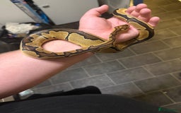 Python Snake reptiles for sale: Ball Python – Looking for a Loving New Home 🐍 - Image 3