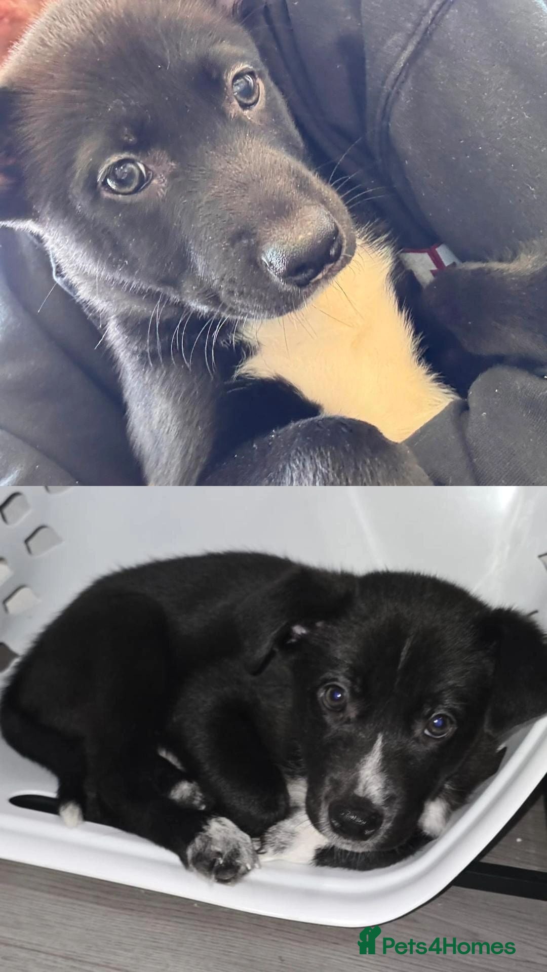 Mixed Breed dogs Only 2 boys left! Staffie x Husky x Collie Puppies - Advert 1