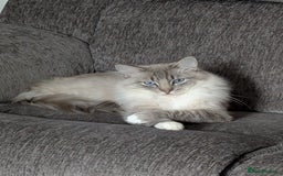 Ragdoll cats for sale: Stunning fluffy show quality ragdolls  - Image 30