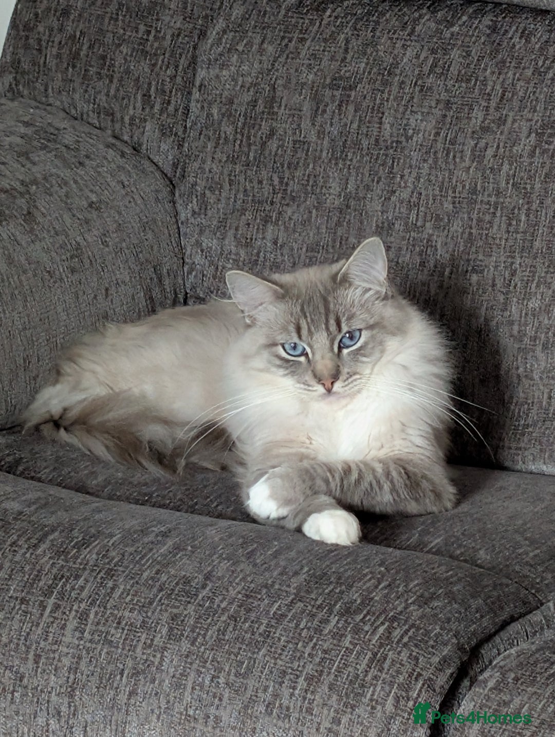 Ragdoll cats for sale: Stunning fluffy show quality ragdolls  - Image 30