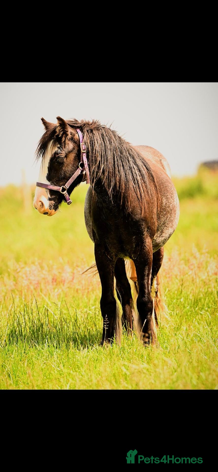 Irish Cob horses for sale: Stunning blagdon cob colt yearling  - Advert 8