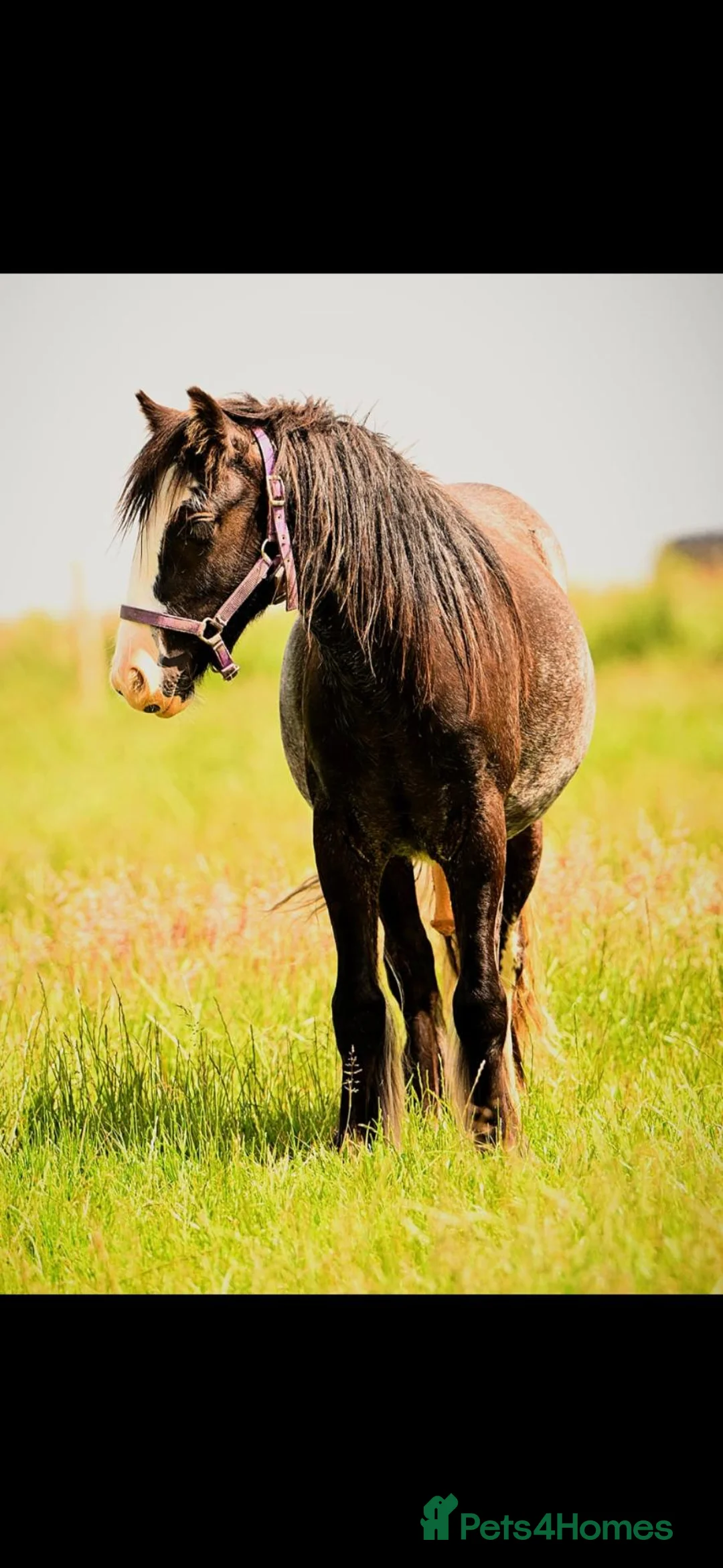 Irish Cob horses for sale: Stunning blagdon cob colt yearling  - Advert 1
