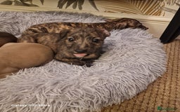 Lurcher dogs for sale: Lurcher poppies  - Image 5