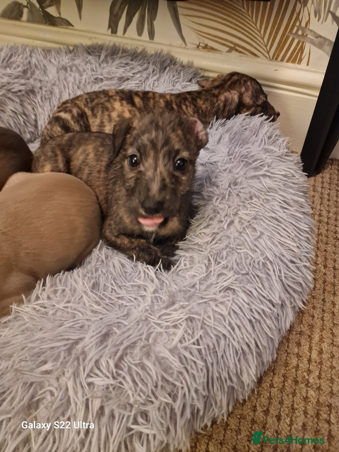 Lurcher dogs for sale: Lurcher poppies  - Image 5