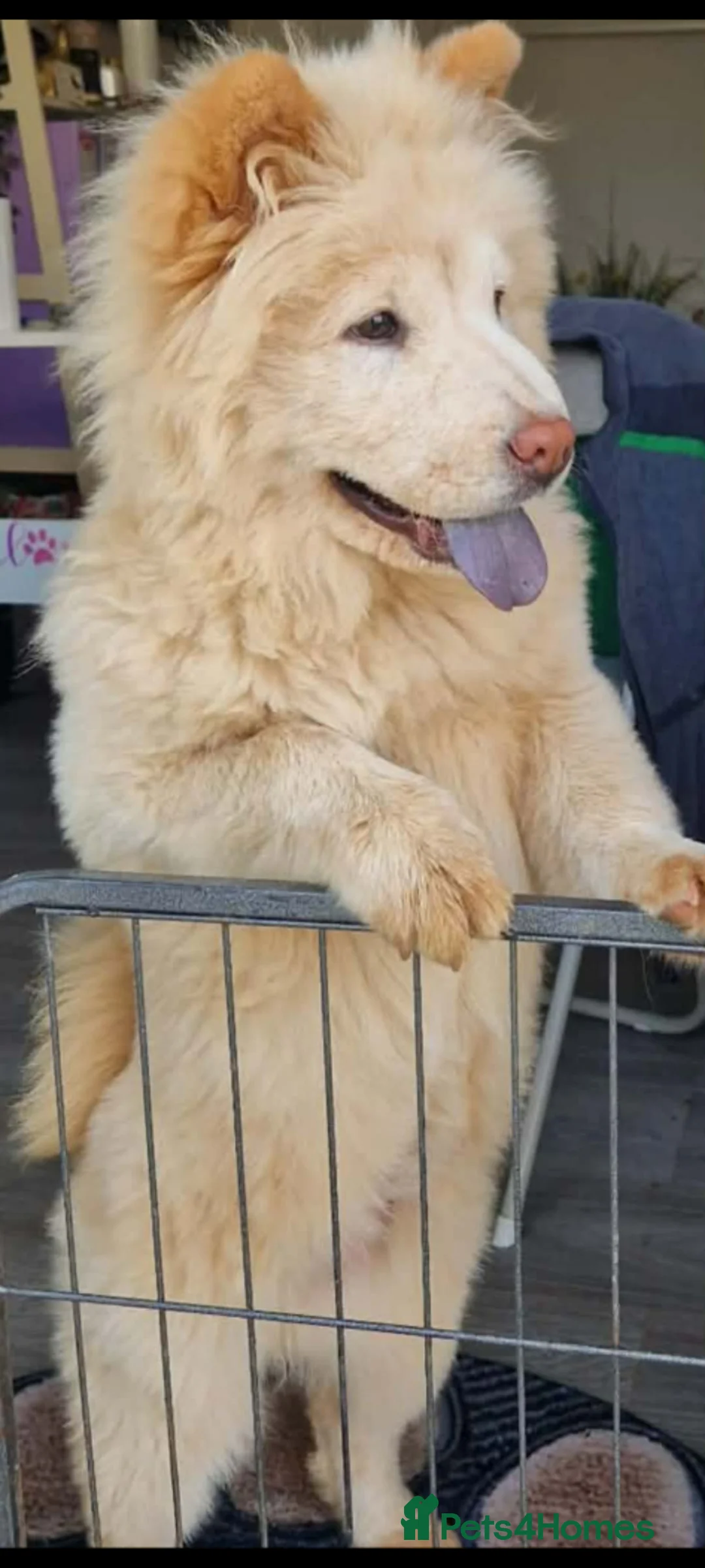 Chow Chow dogs for adoption: BELLA - Advert 4