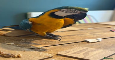 Macaws birds - Advert 16