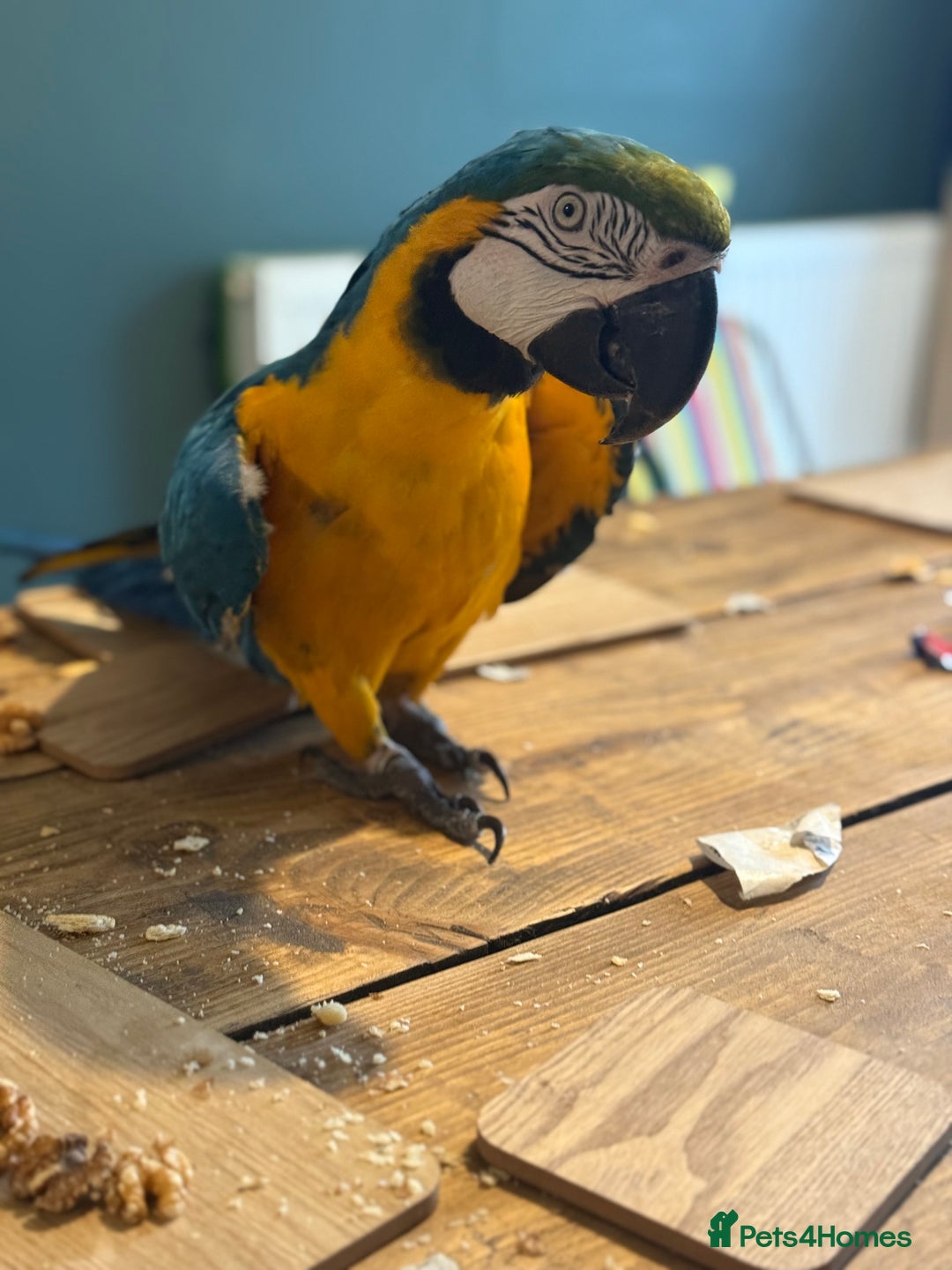 Macaws birds for sale: ✨ DEANO ✨ Blue and Gold Macaw Parrot & Cage  - Image 2
