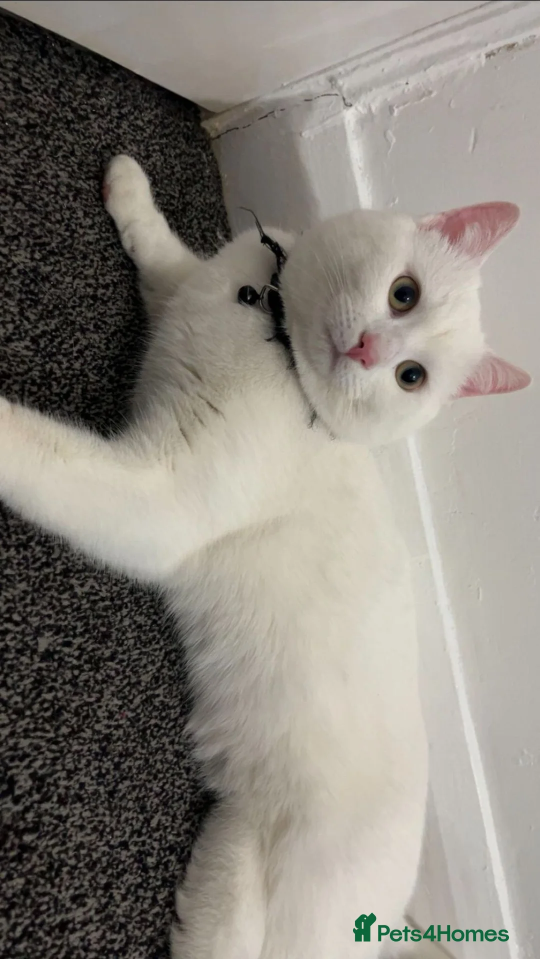 Mixed Breed cats for sale: 3 gorgeous kittens for sale - Advert 5