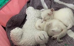 Scottish Fold cats for sale: Scottish straight boy and girl - Image 14