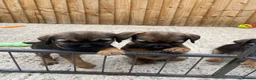 Border Terrier dogs for sale: ⭐️ KC BORDER TERRIERS, READY TO LEAVE NOW - Advert 9