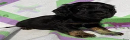 Cocker Spaniel dogs for sale: KC BLACK AND TAN boys 17 dna health tested clear  - Advert 10