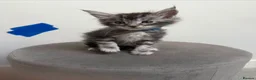 Maine Coon cats for sale: Ready now 😻 - Advert 6