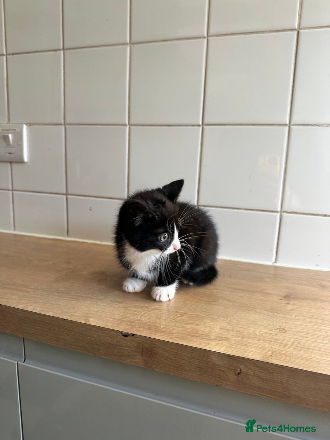 British Shorthair cats for sale: 3 Kittens - Advert 6