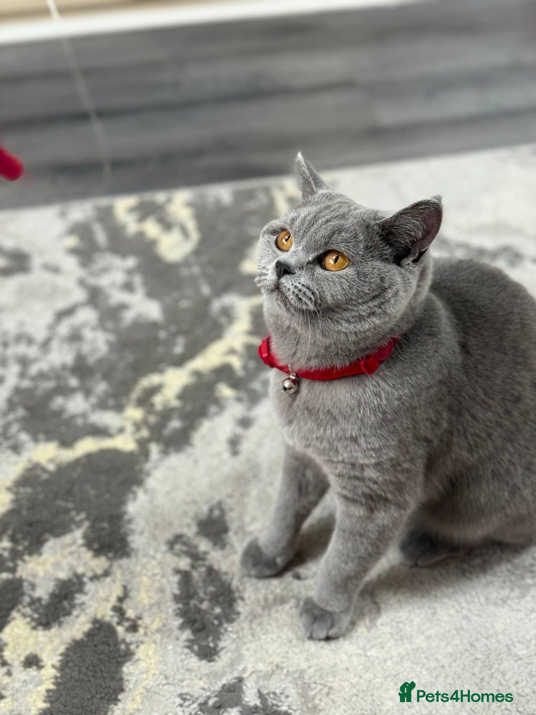 British Shorthair cats for sale: For sale British Shorthair  - Advert 2