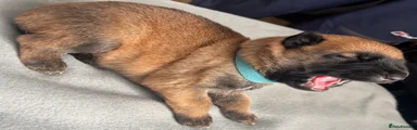 Belgian Shepherd Dog 1 blue 