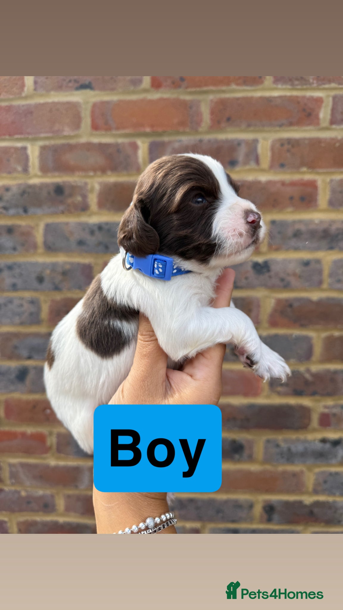 Sprocker Puppy 3