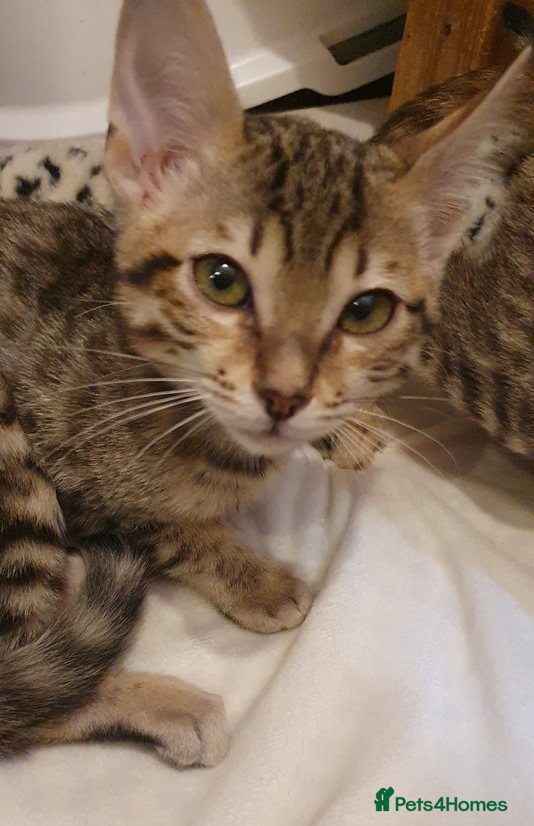 Savannah cats for sale: Fabulous F5 SBT Savannah Kittens! - Image 4