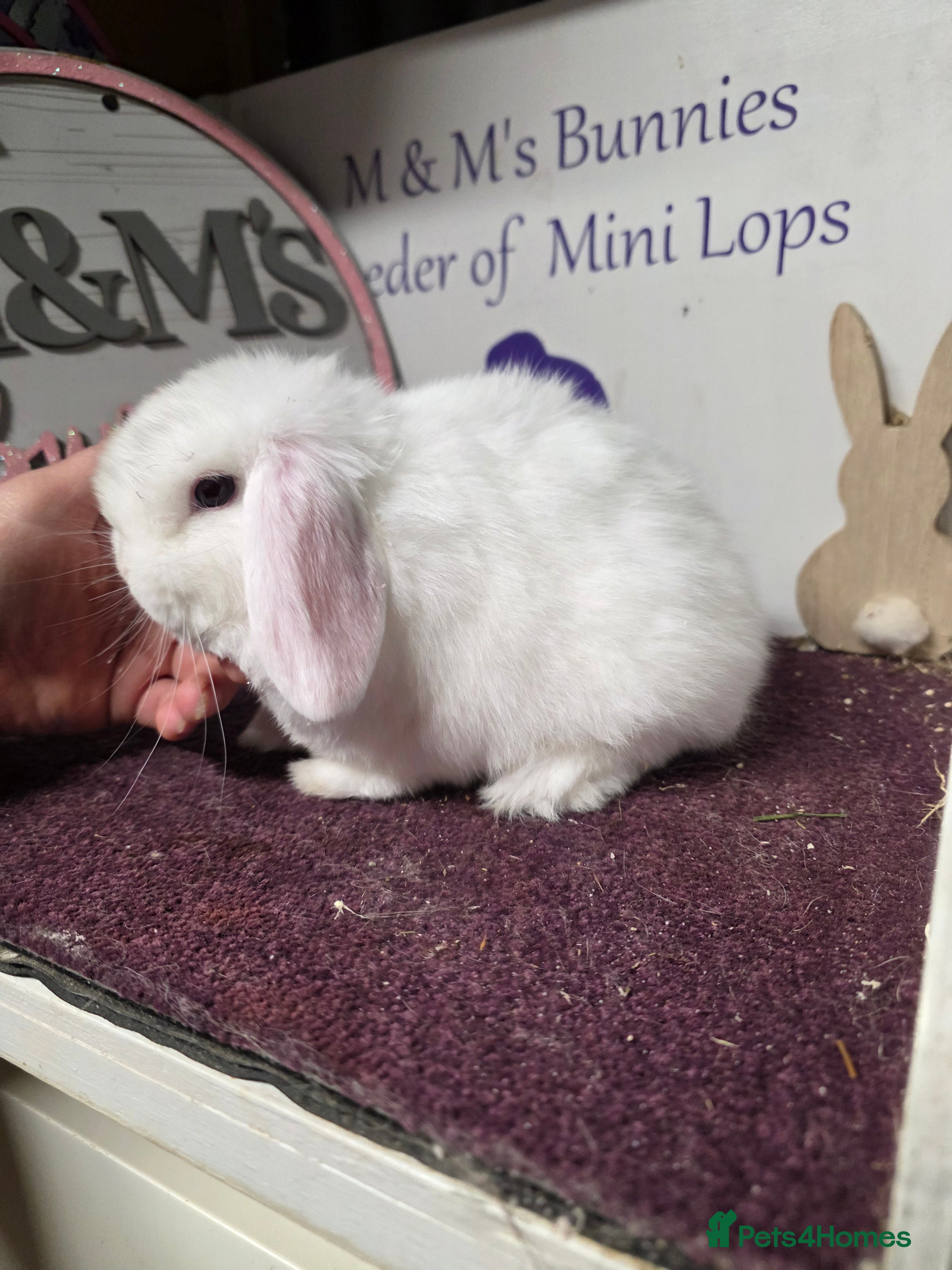 Mini Lop rabbits Last Mini Lop boy to find his forever home  - Advert 8