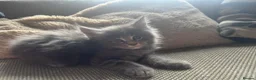 Maine Coon cats for sale: Mainecoon Kittens, ready 08/28! - Advert 22