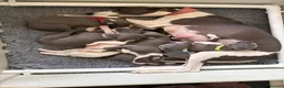 Whippet dogs for sale: KC registered Whippet puppies in Billingshurst - Advert 2