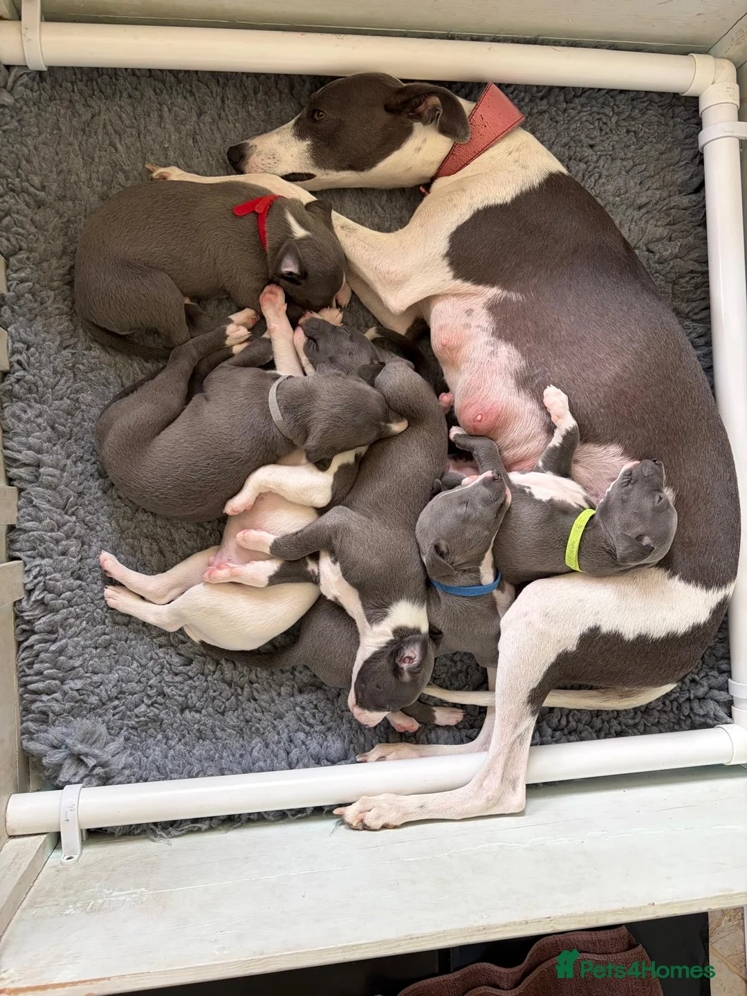 Whippet dogs for sale: KC registered Whippet puppies in Billingshurst - Advert 2