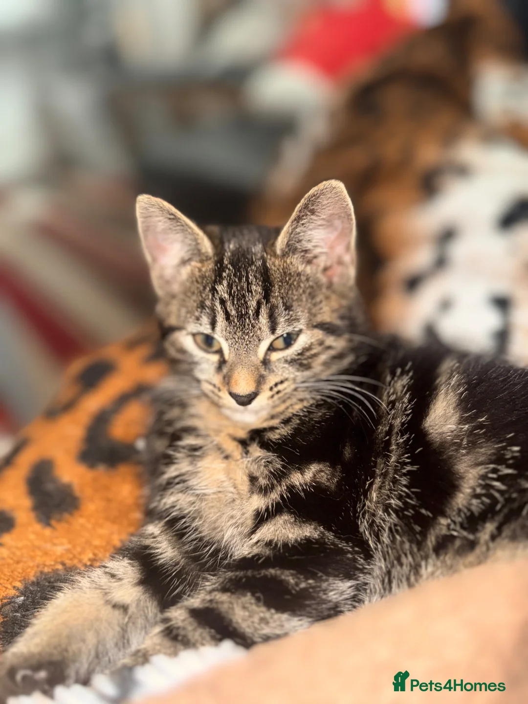 Mixed Breed cats for sale: Female Kitten - Advert 1